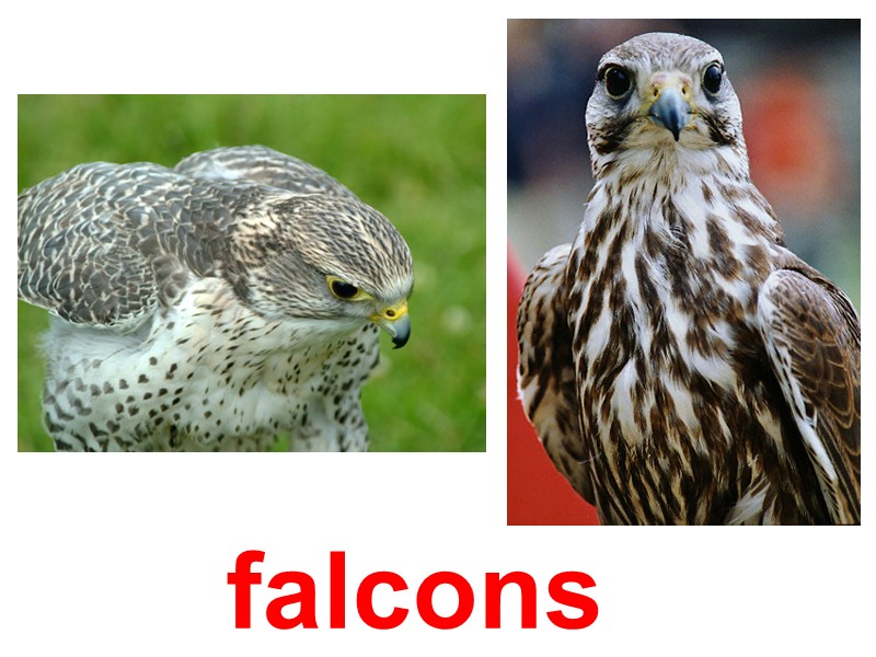 falcons